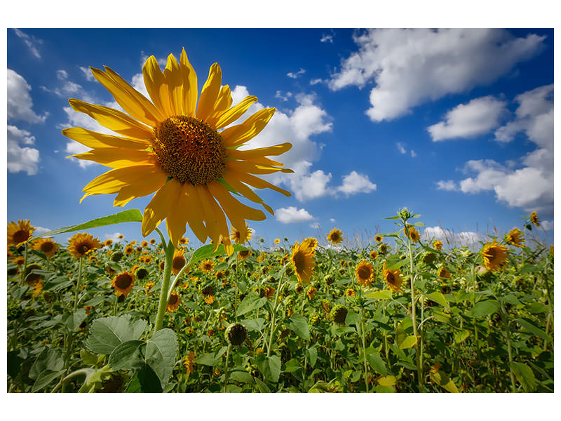 3-piece-canvas-print-a-sunflower-among-many