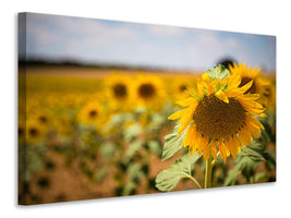 3-piece-canvas-print-a-sunflower-in-the-field