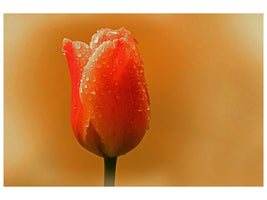3-piece-canvas-print-a-tulip-in-the-morning-dew