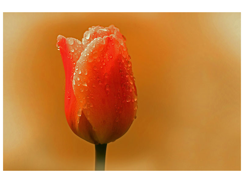 3-piece-canvas-print-a-tulip-in-the-morning-dew