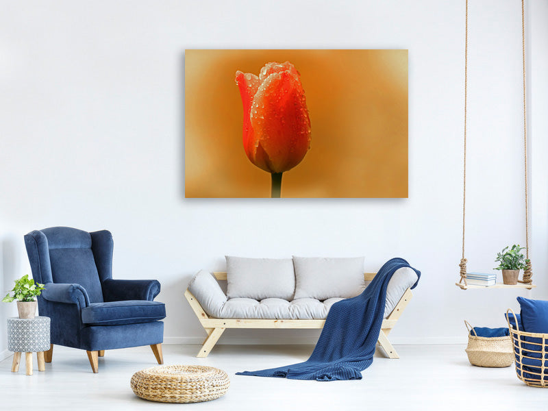 3-piece-canvas-print-a-tulip-in-the-morning-dew