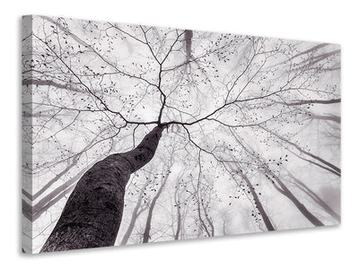 panoramic-canvas-print-a-view-of-the-tree-crown