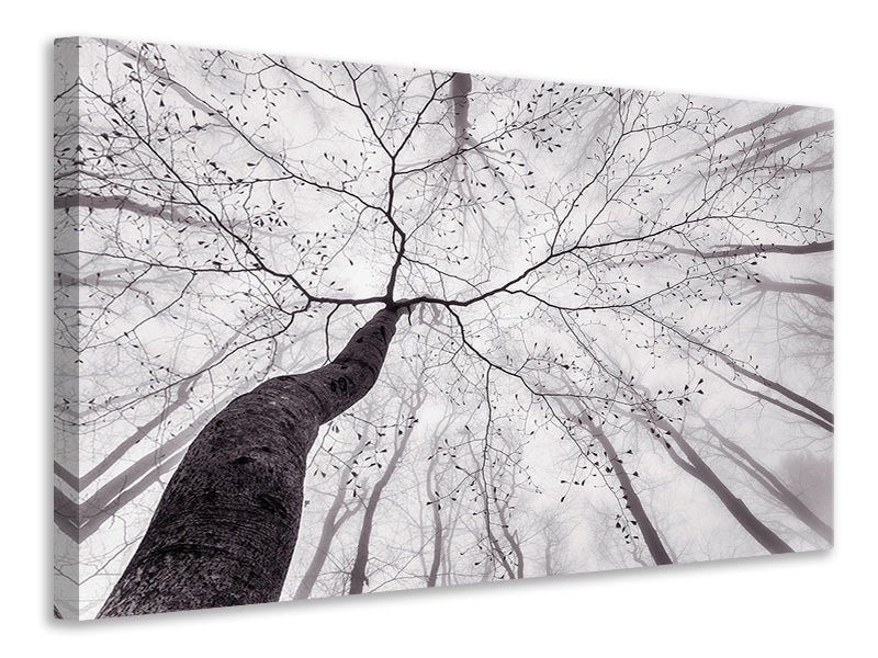 modern-3-piece-canvas-print-a-view-of-the-tree-crown