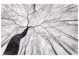 4-piece-canvas-print-a-view-of-the-tree-crown