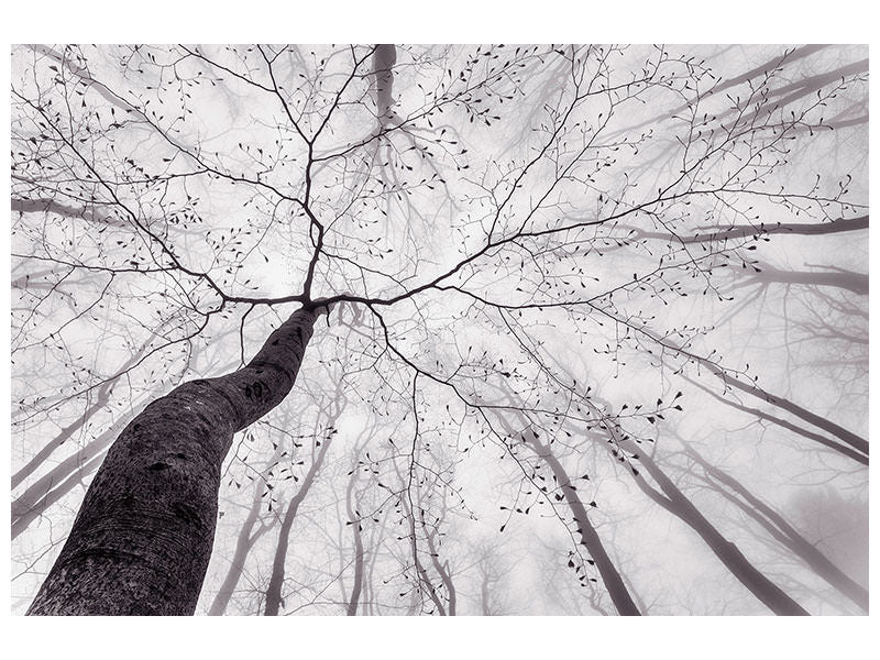 4-piece-canvas-print-a-view-of-the-tree-crown