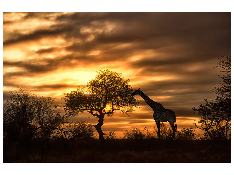 modern-4-piece-canvas-print-african-dreams