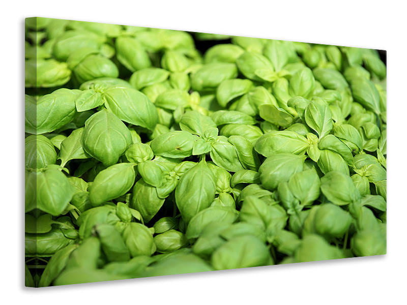 modern-3-piece-canvas-print-all-basil