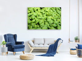 panoramic-canvas-print-all-basil