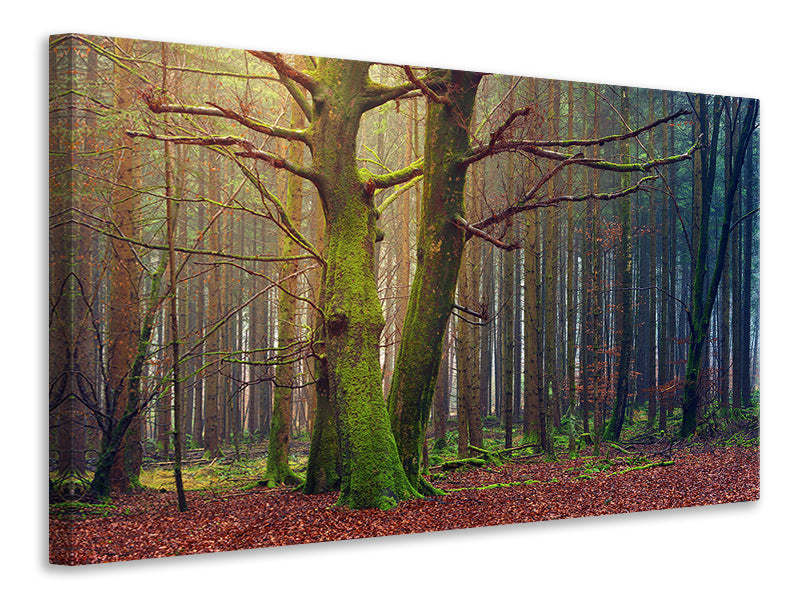 modern-4-piece-canvas-print-alone-in-the-woods