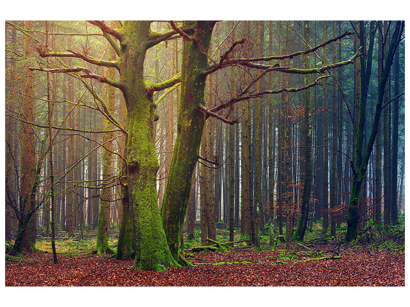 modern-3-piece-canvas-print-alone-in-the-woods
