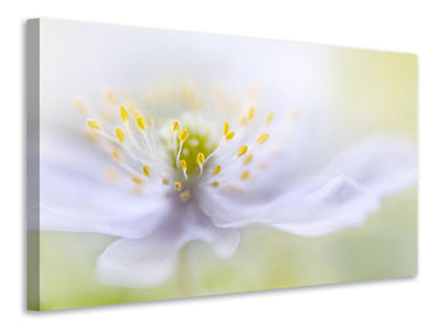 panoramic-canvas-print-anemone-beauty