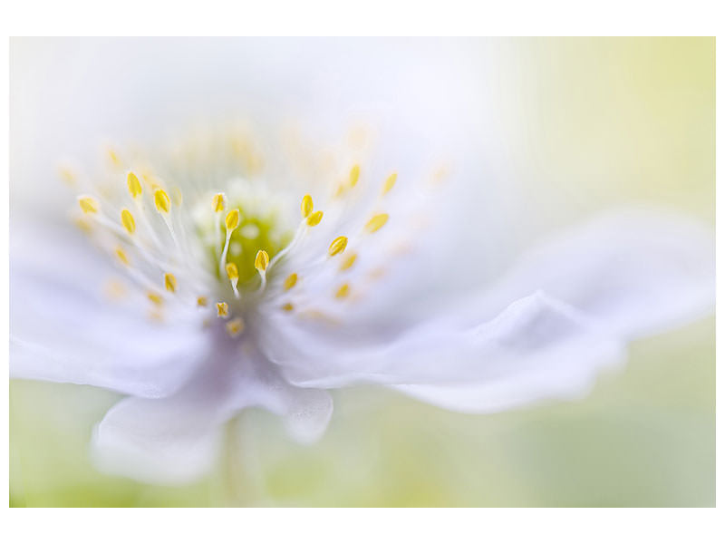 4-piece-canvas-print-anemone-beauty
