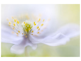 modern-4-piece-canvas-print-anemone-beauty