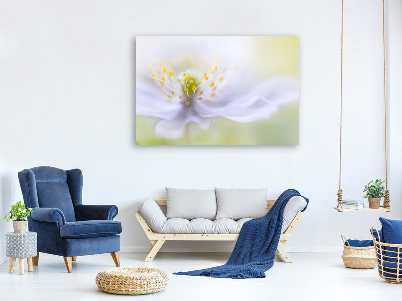 modern-4-piece-canvas-print-anemone-beauty