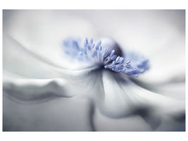5-piece-canvas-print-anemone-spirit