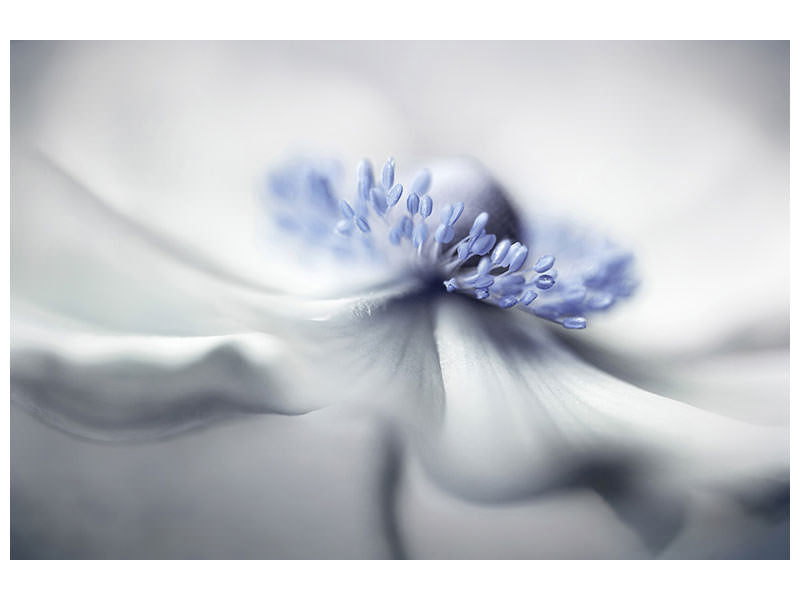5-piece-canvas-print-anemone-spirit
