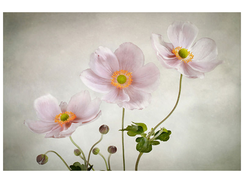 5-piece-canvas-print-anemones-ii