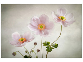 modern-3-piece-canvas-print-anemones-ii