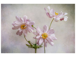 4-piece-canvas-print-anemones