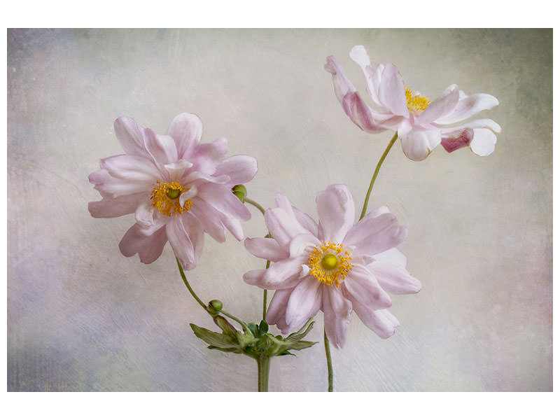 4-piece-canvas-print-anemones