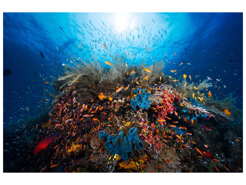 4-piece-canvas-print-apnea
