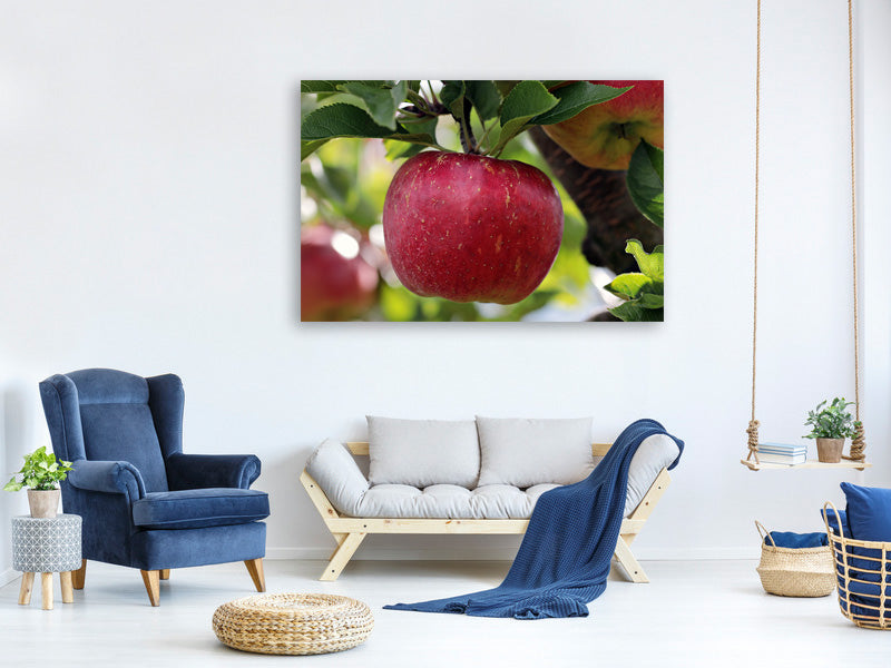 3-piece-canvas-print-apple-in-xxl