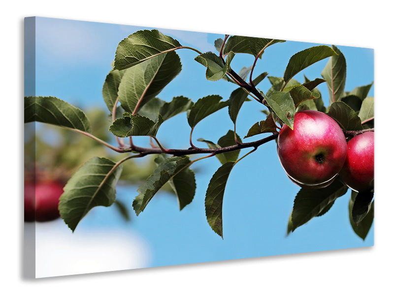 5-piece-canvas-print-apple-on-the-tree