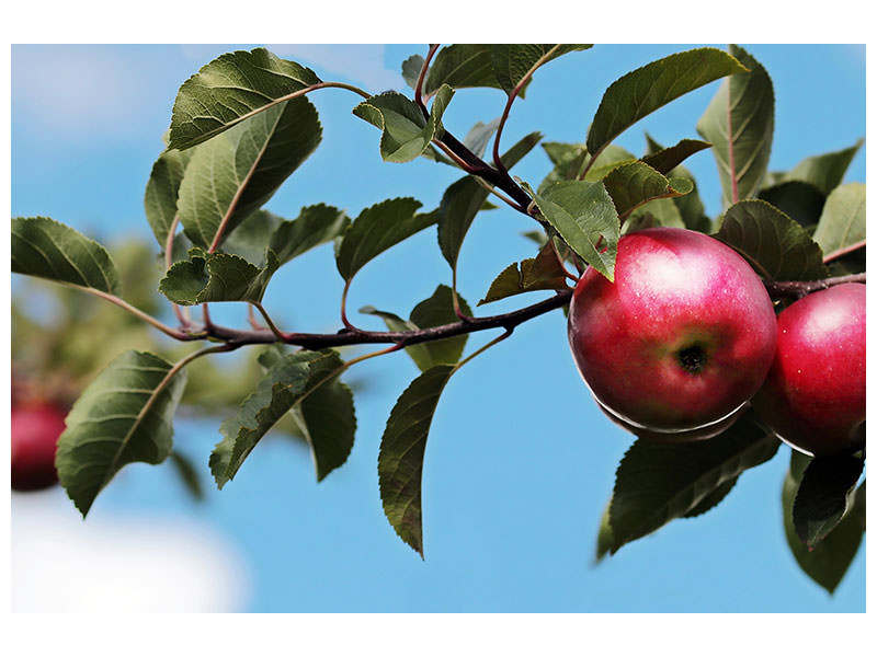 5-piece-canvas-print-apple-on-the-tree