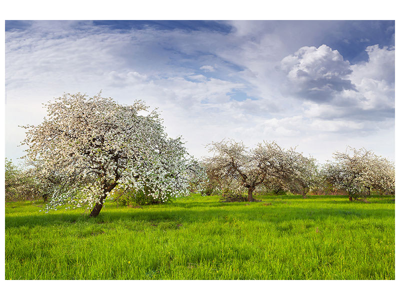 4-piece-canvas-print-apple-tree-garden