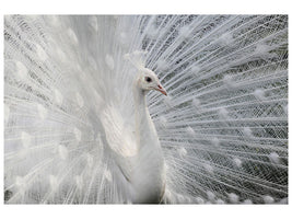 3-piece-canvas-print-as-white-as-snow