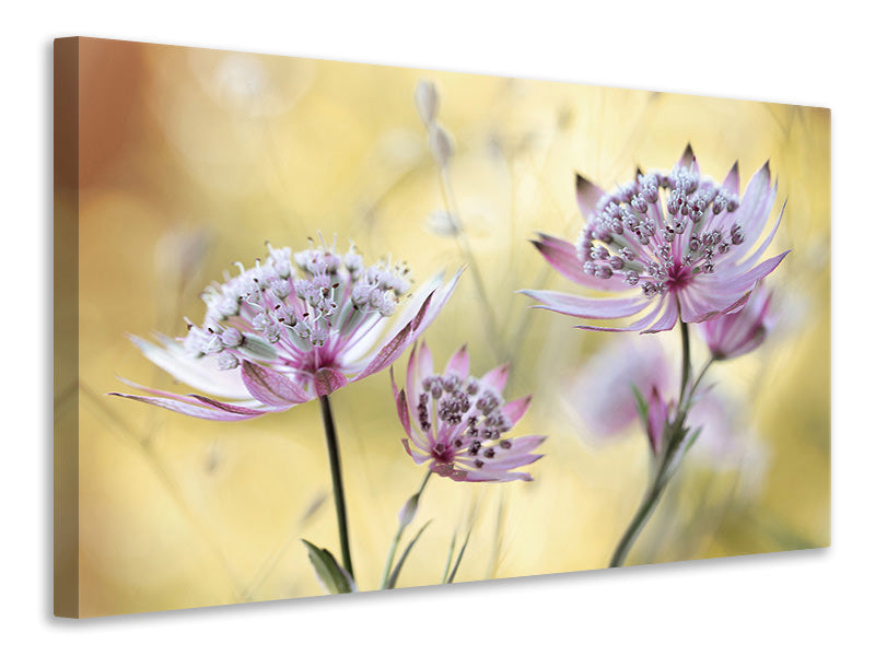 4-piece-canvas-print-astrantia-major