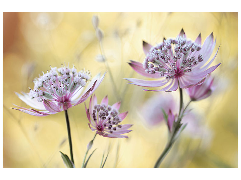 3-piece-canvas-print-astrantia-major