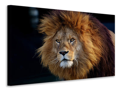 3-piece-canvas-print-attention-lion