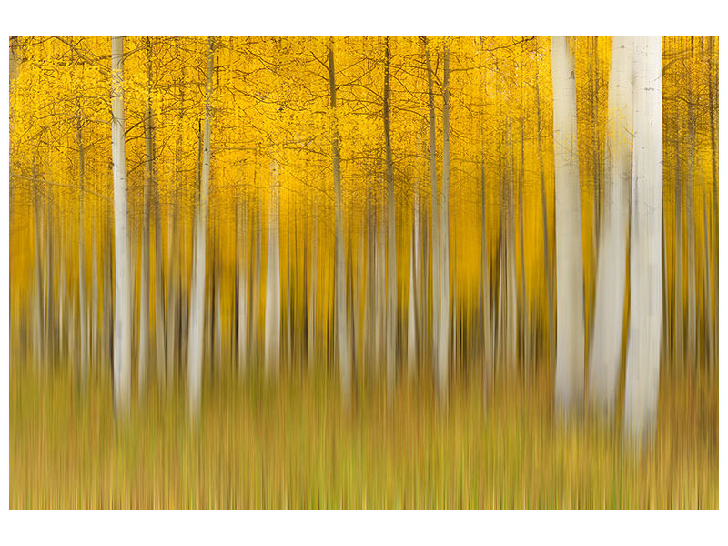 modern-4-piece-canvas-print-autumn-dream-ii