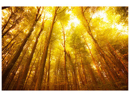 4-piece-canvas-print-autumn-forest