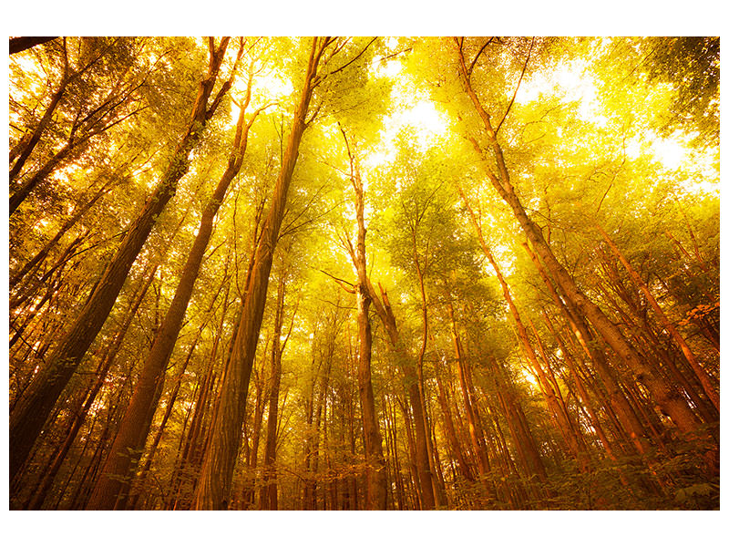 4-piece-canvas-print-autumn-forest