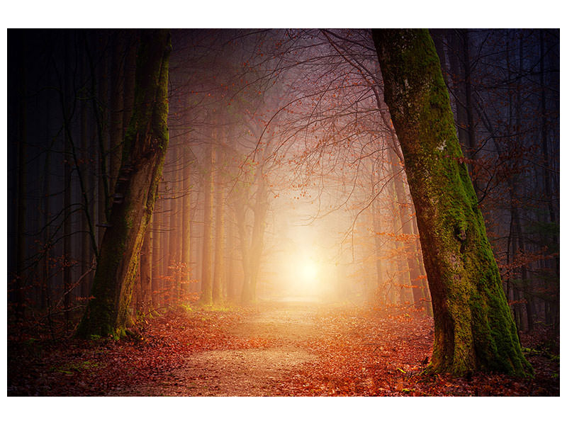 4-piece-canvas-print-autumn-in-the-woods