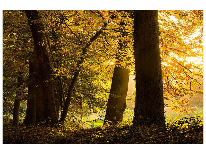 panoramic-3-piece-canvas-print-autumn-leaves