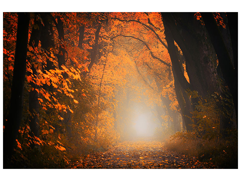 modern-3-piece-canvas-print-autumn-light-in-the-forest