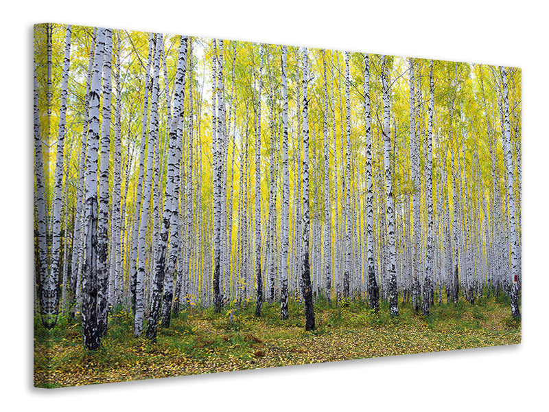 4-piece-canvas-print-autumnal-birch-forest