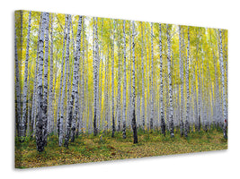 panoramic-canvas-print-autumnal-birch-forest