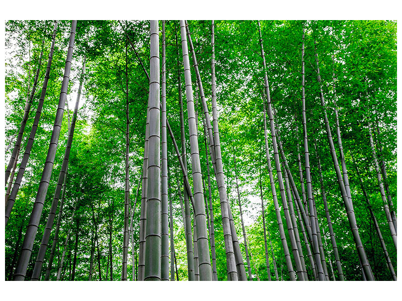 4-piece-canvas-print-bamboo-forest