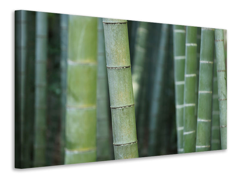 4-piece-canvas-print-bamboo-in-xxl