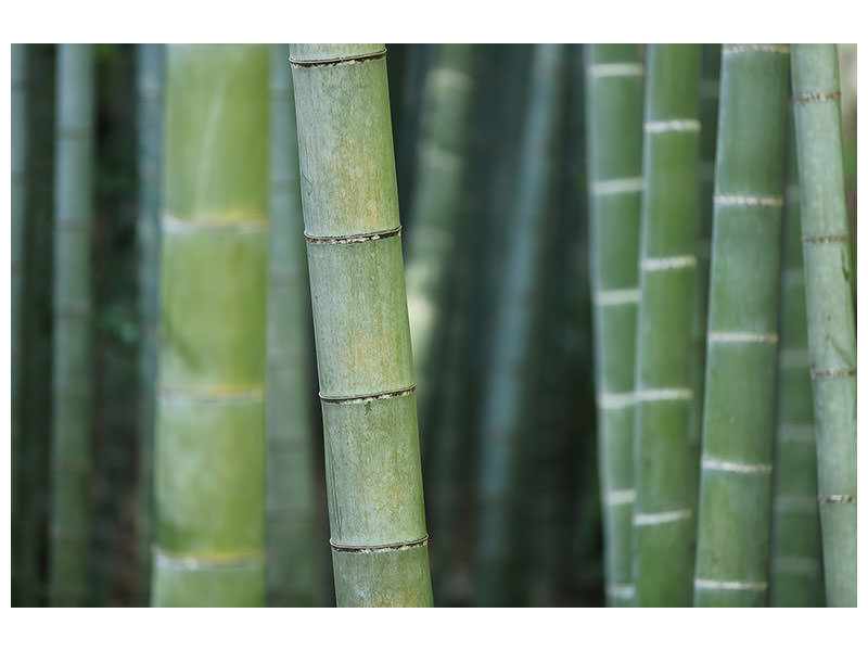 4-piece-canvas-print-bamboo-in-xxl