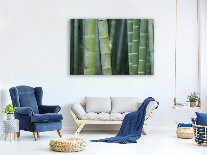 modern-3-piece-canvas-print-bamboo-in-xxl