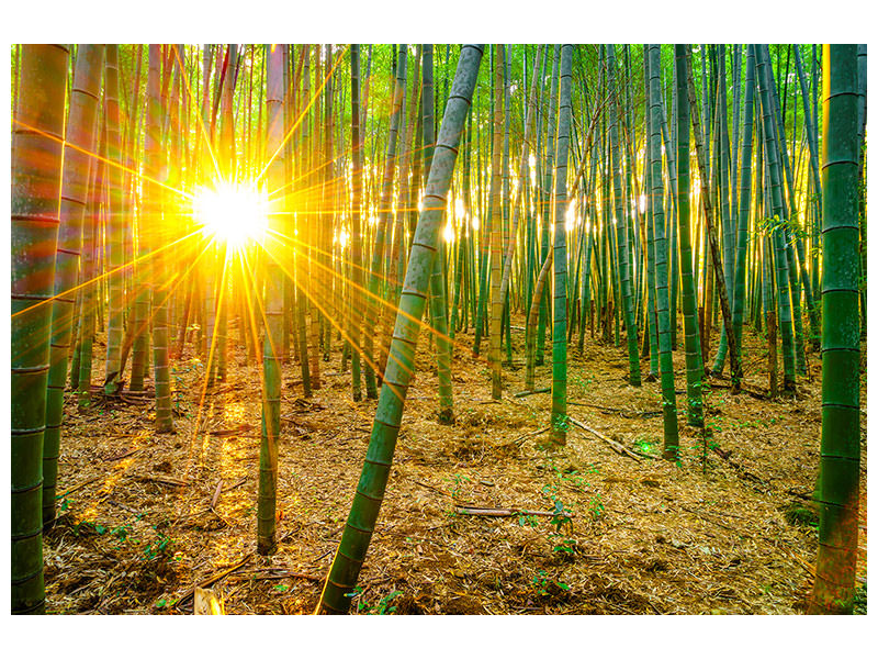 modern-4-piece-canvas-print-bamboos