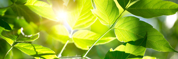 panoramic-canvas-print-go-green-panorama