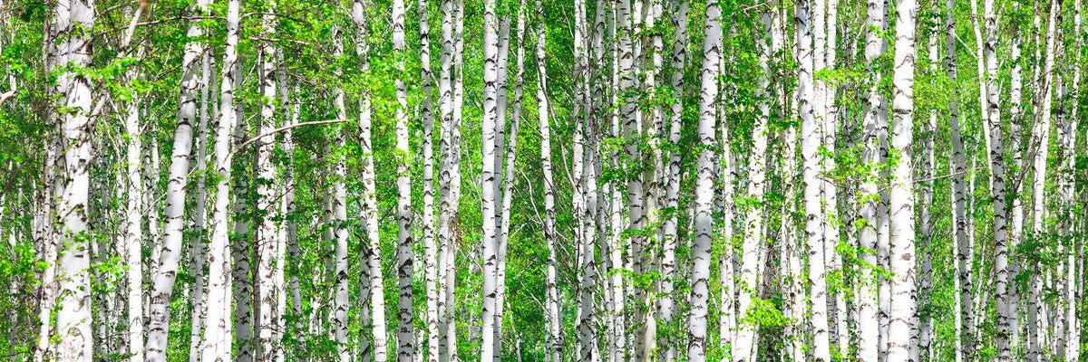 panoramic-canvas-print-the-birch-forest-panorama
