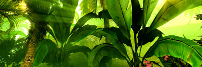 panoramic-canvas-print-sunrise-in-the-rainforest-panorama