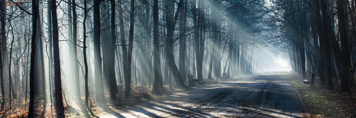 panoramic-canvas-print-forest-in-the-light-beam-panorama